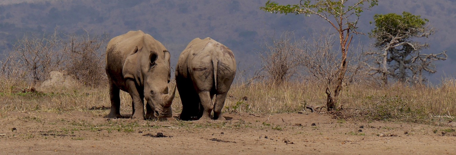 Neushoorns in het Hluhluwe-iMfolozi park in Zuid-Afrika