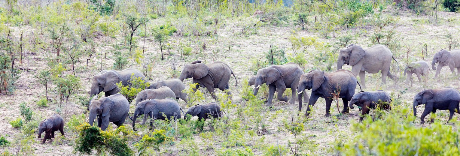 Olifanten in Hluhluwe-Imfolozipark, Zuid-Afrika