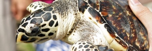 Hotel-Tugu-Drakenboot