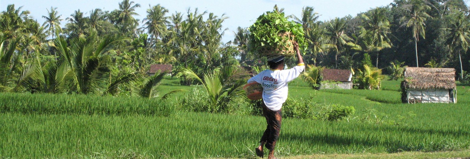 Geniet van de rijstvelden in Blayu, Bali, Indonesië
