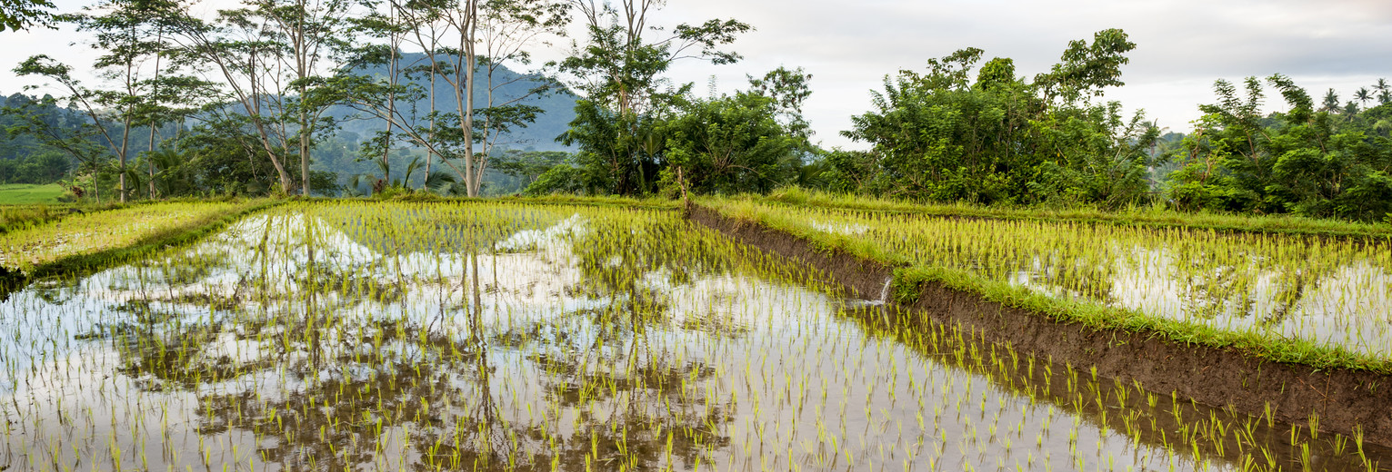 Schitterende rijstvelden in Sidemen