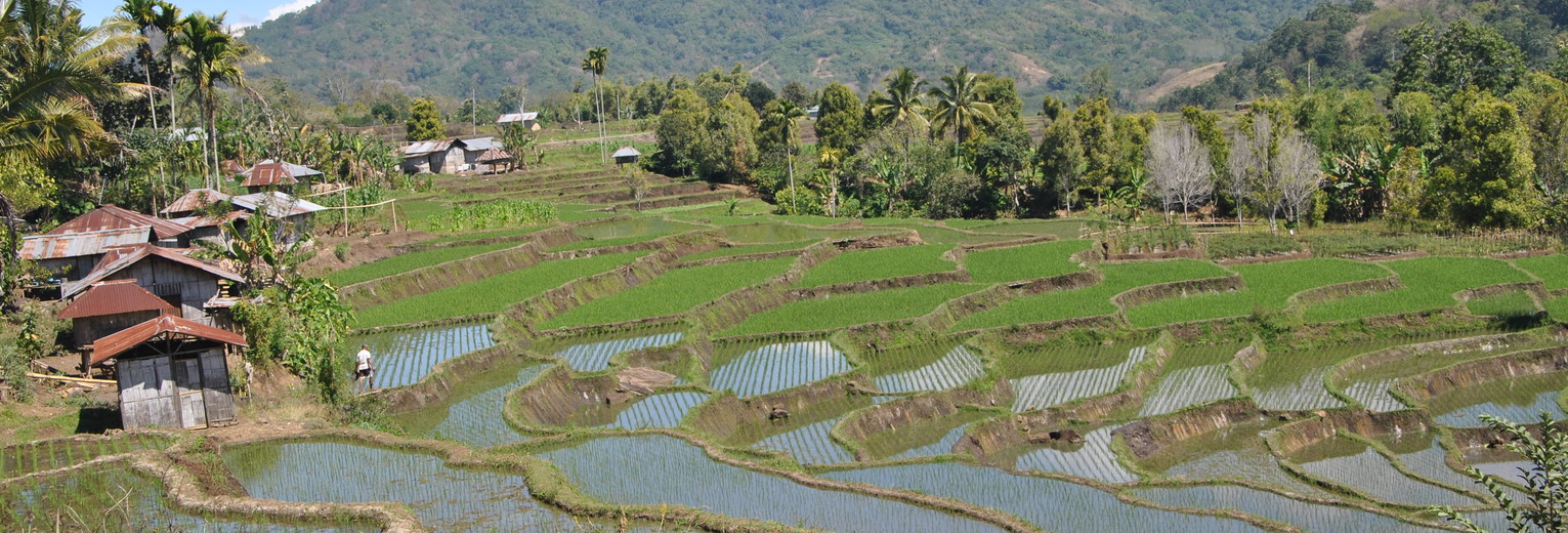 Indonesie-Flores-dorp-rijst