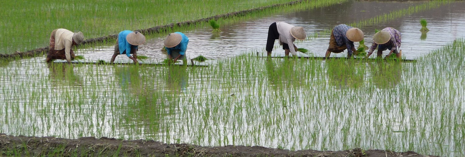 Indonesie-Java-sawahs16