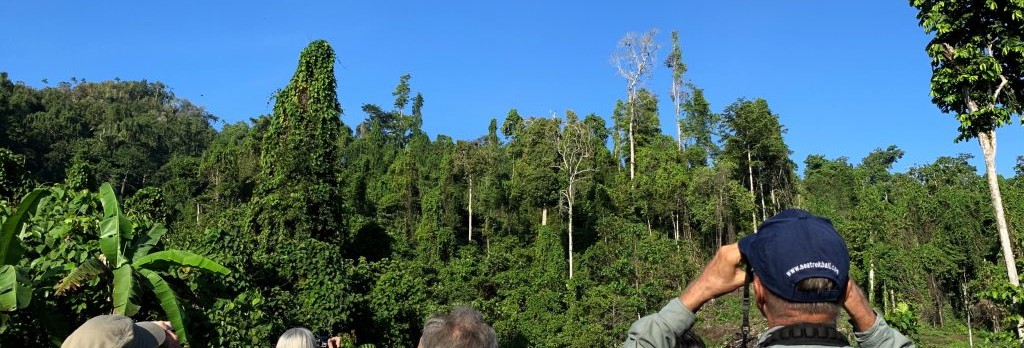 Indonesie-Raja-Ampat-Vogelspotten Indonesie-Raja-Ampat-Vogelspotten