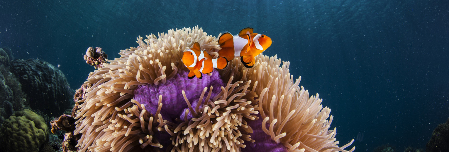 Indonesie-Sulawesi-Bunaken-Onderwaterwereld_2_231062