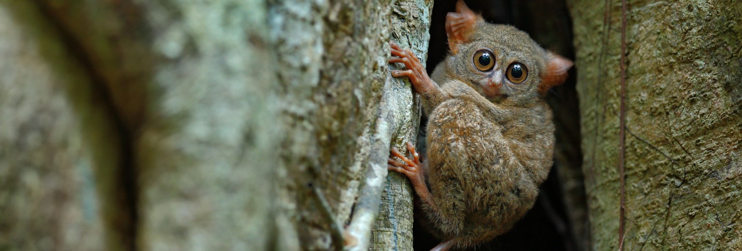 Indonesie-Sulawesi-TangkokoNP-tarsier