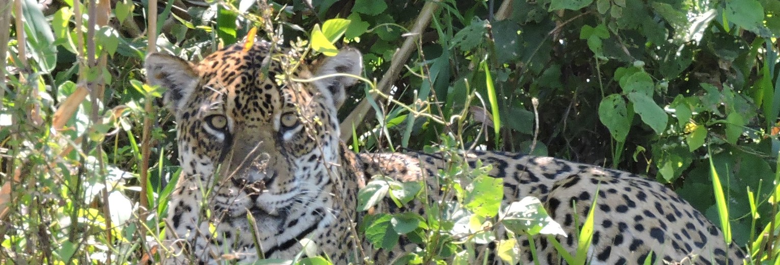 Spot een jaguar in Madidi National Park - Bolivia