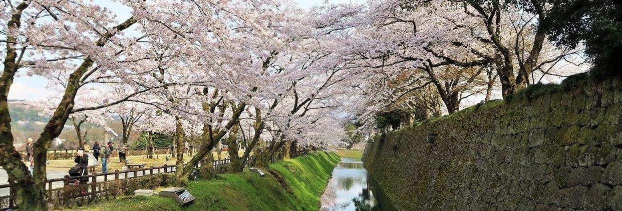 Kersenbloesem vol in bloei bij Kanazawa Castle