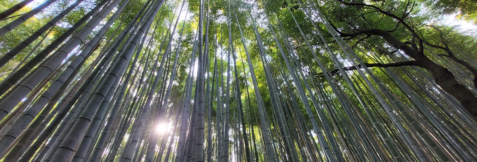Wandelen door het bamboebos van Kyoto