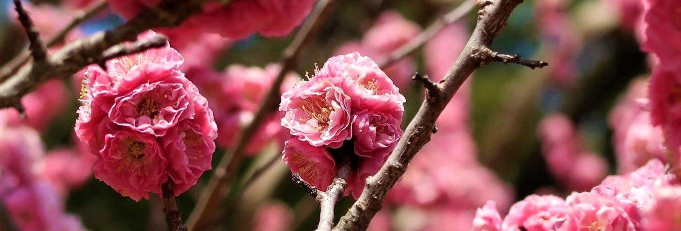 Donkerroze kersenbloesem close-up in Japan