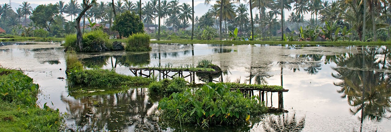 Java-Garut-groene weelde2 Java-Garut-groene weelde2