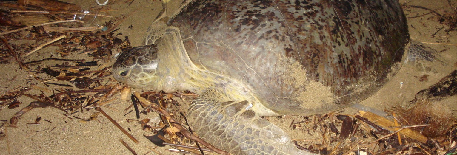 Java-Sukamade-schildpad op strand2