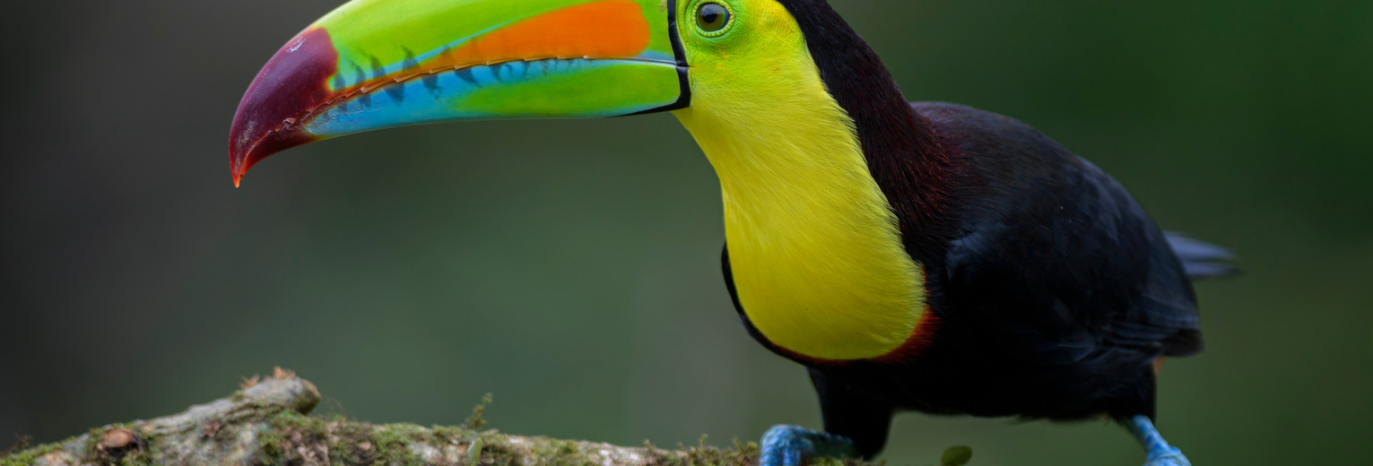 Kee-Billed-Toekan-11