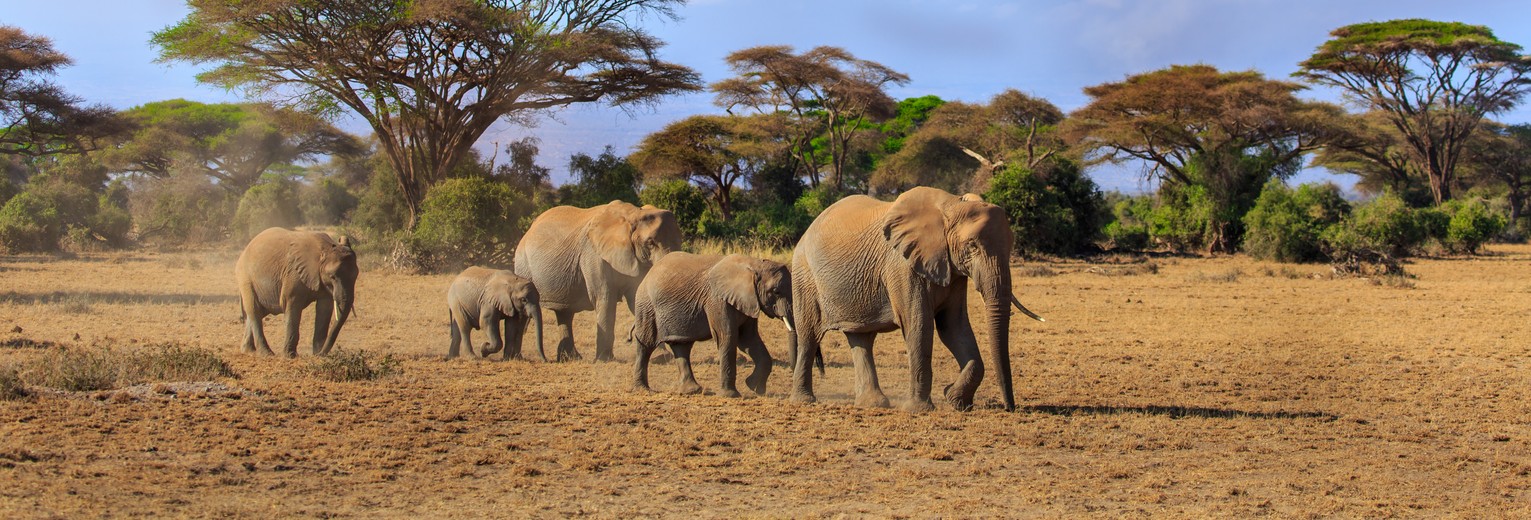 Olifanten in het Amboseli NP, Kenia Olifanten in het Amboseli NP, Kenia