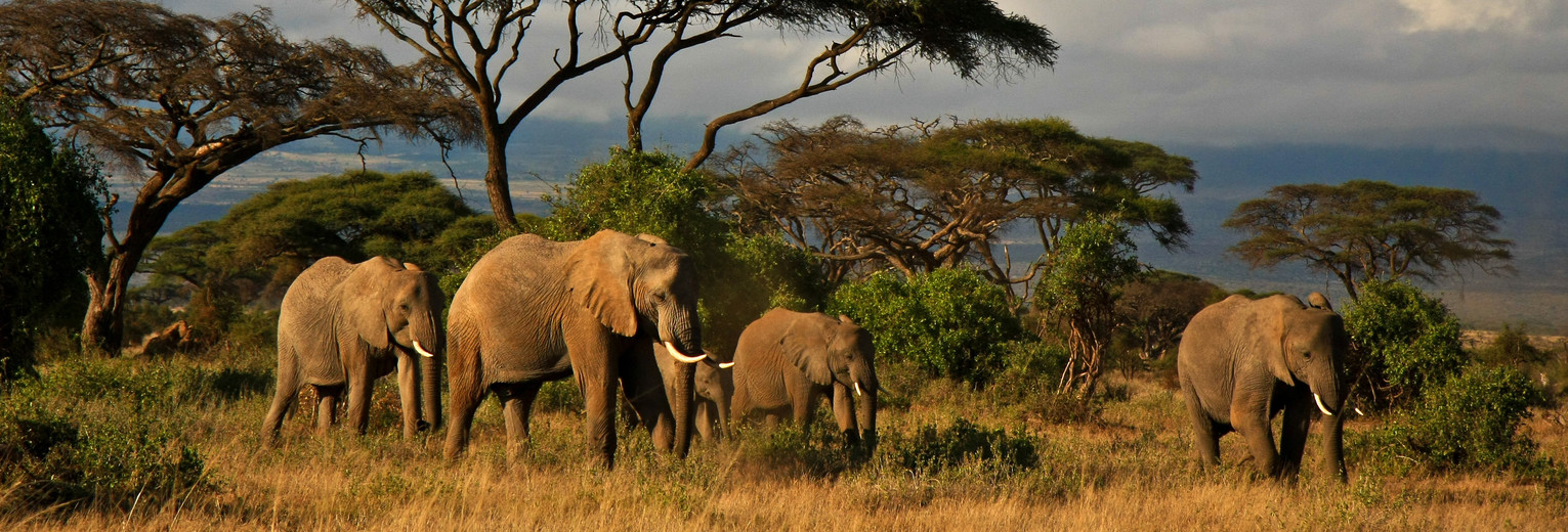 Olifanten op de vlakten bij Amboseli National Park