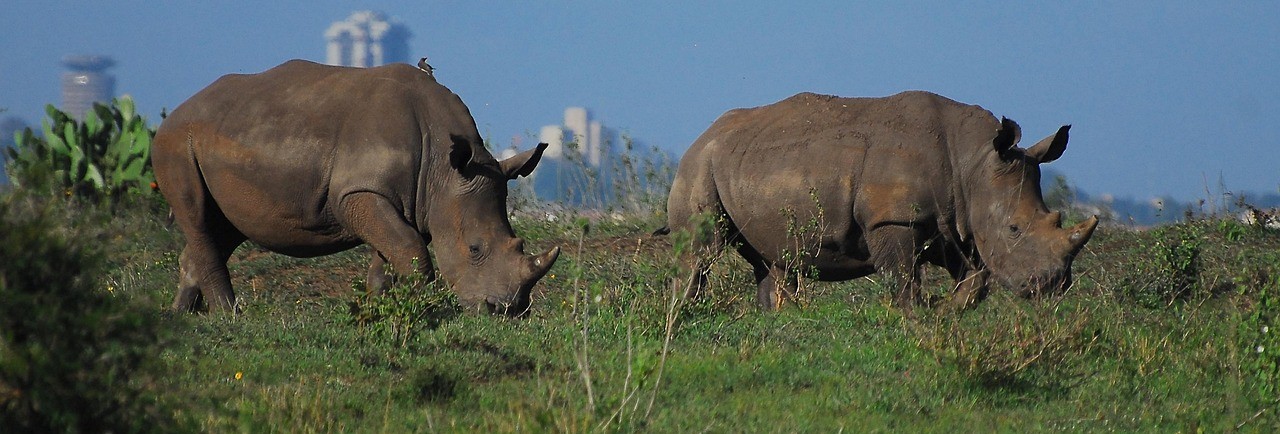 Grazende neushoorns met op de achtergrond de stad Nairobi in Kenia