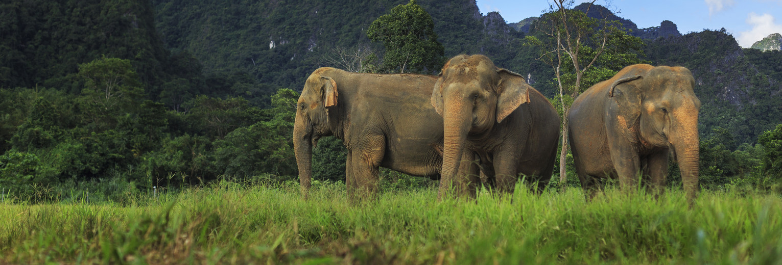 Olifanten in het Khao Sok National Park, Thailand