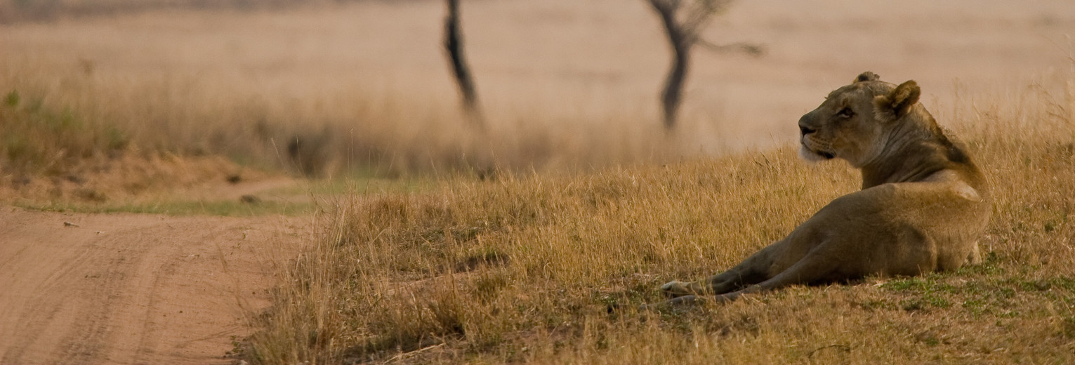 Leeuw in Welgevonden Game Reserve