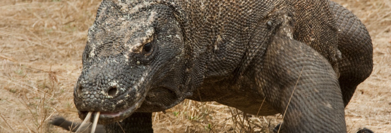 Pink-Beach-Komodo-Indonesië(17)