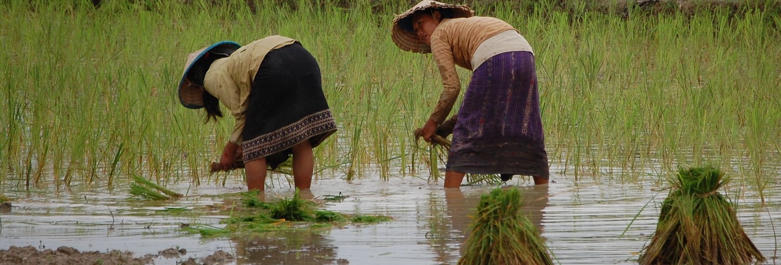 Laos-VangVieng-rijst_1