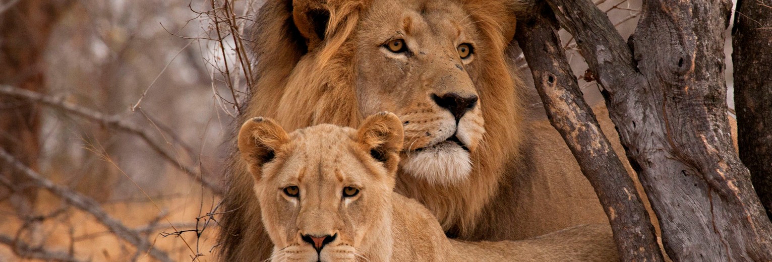 Leeuw en leeuwin in Botswana