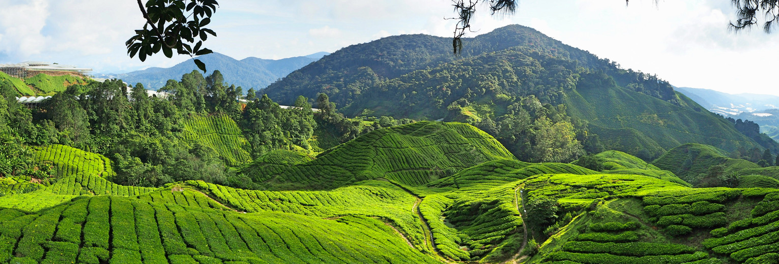 Uitzicht over de theetuinen van de Cameron Highlands