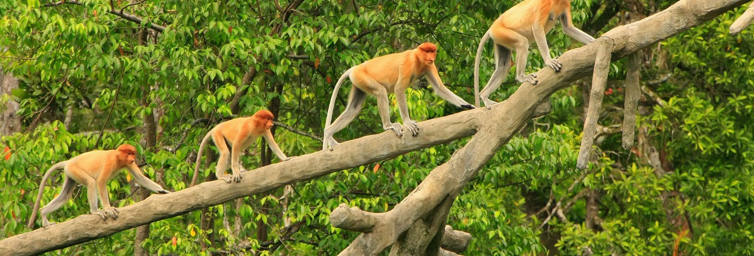 Maleisie Sabah Sakau neusapen