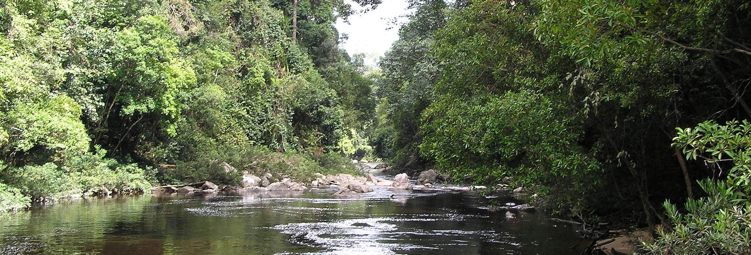 Maleisie-WestMaleisie-TamanNegara-regenwoudrivier(13)