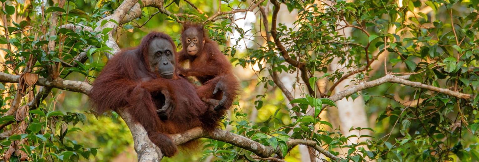 Orang Oetans