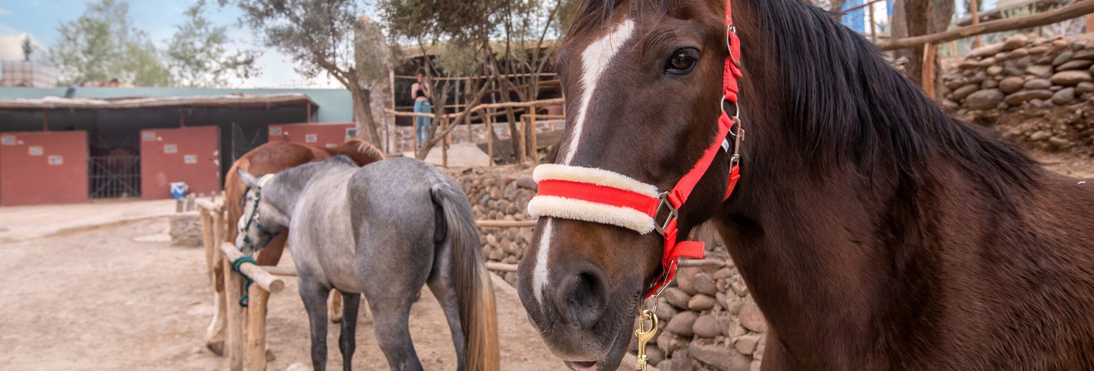Maak een rit te paard door de omgeving van La Fattoria Ecolodge