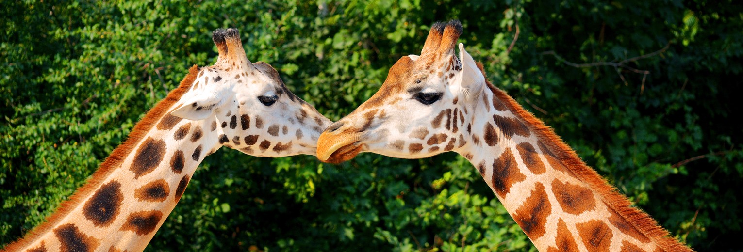 Giraffes in de Masai Mara, Kenia