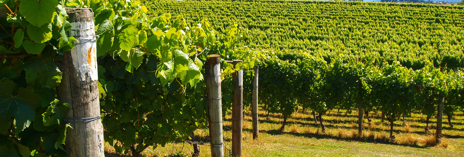 Wijngaarden bij Matakana, Nieuw-Zeeland