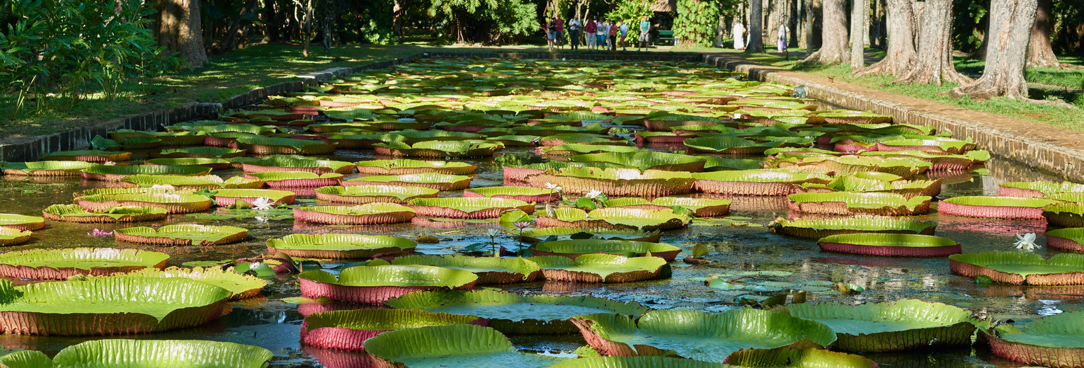 De beroemde reuze lelies in de botanische tuin van Pamplemousses, Mauritius