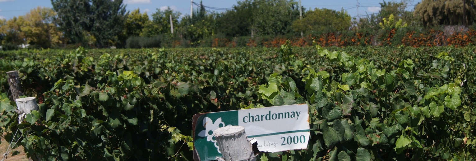 Mendoza-wijngaard1_1_401854