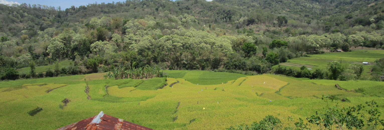 Moni-Riung-Rijstvelden_1_410935