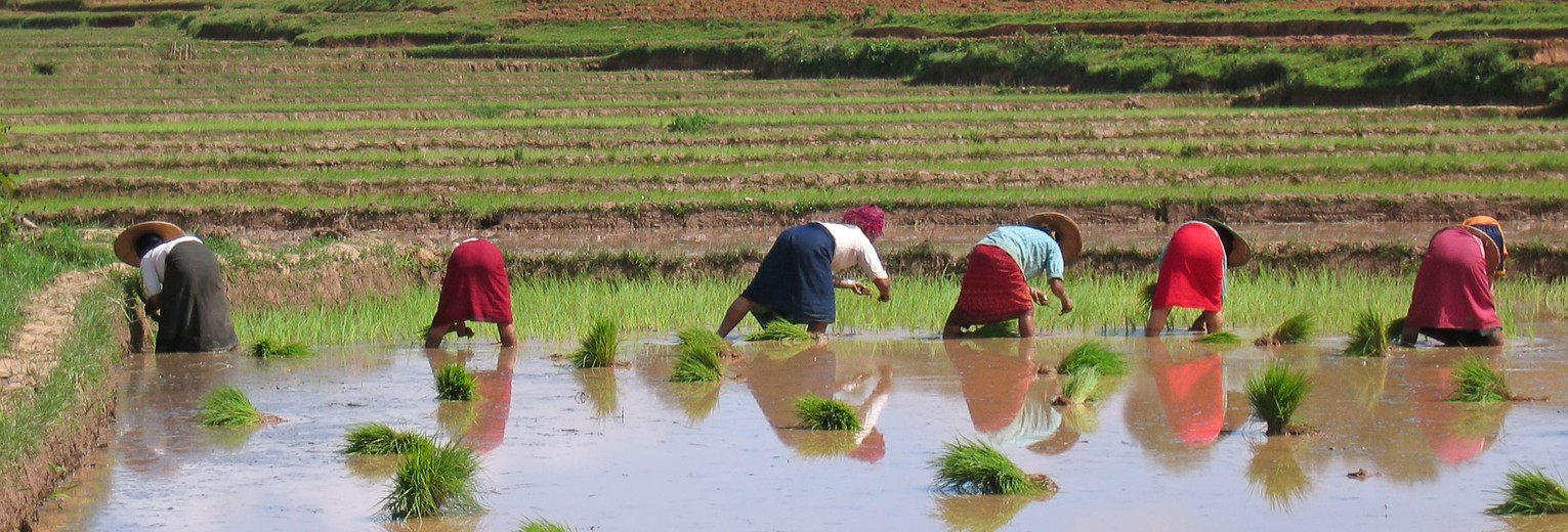 Myanmar-Kalaw-werkersophetland(13) Myanmar-Kalaw-werkersophetland(13)