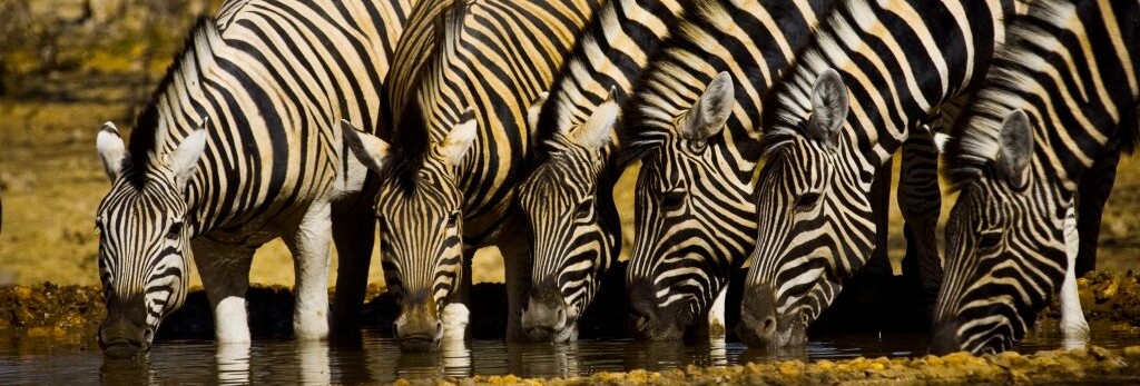 drinkende kudde zebra Track Trails foto(12)