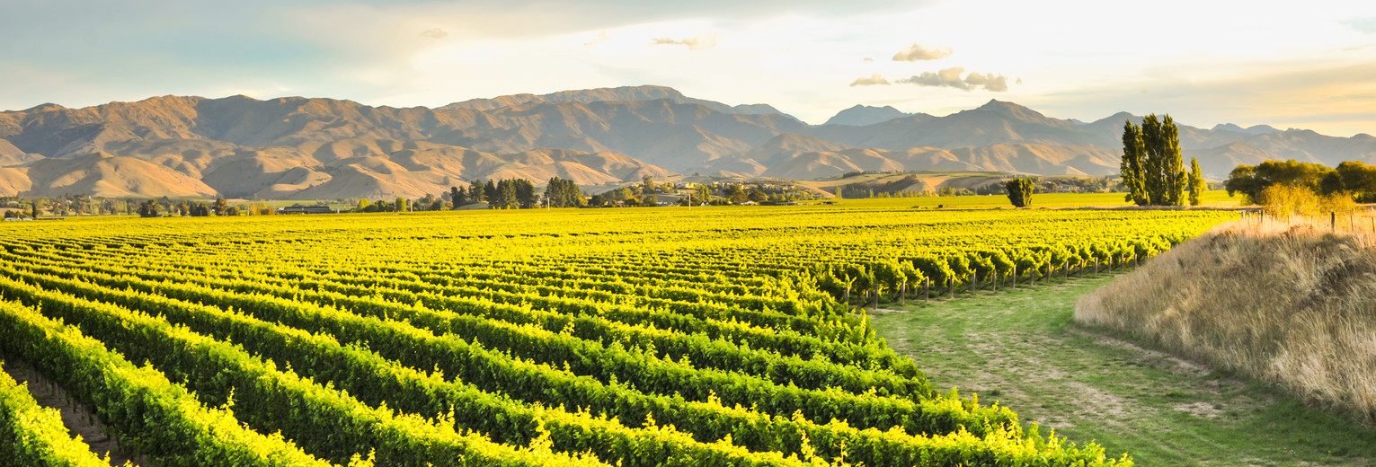 Wijnranken van Blenheim, Marlborough, Nieuw-Zeeland: