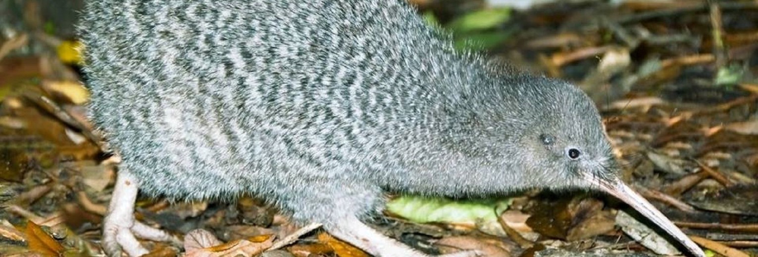 Nieuw-Zeeland-Noordereiland-Kapiti-Island-Kiwi_1_596631