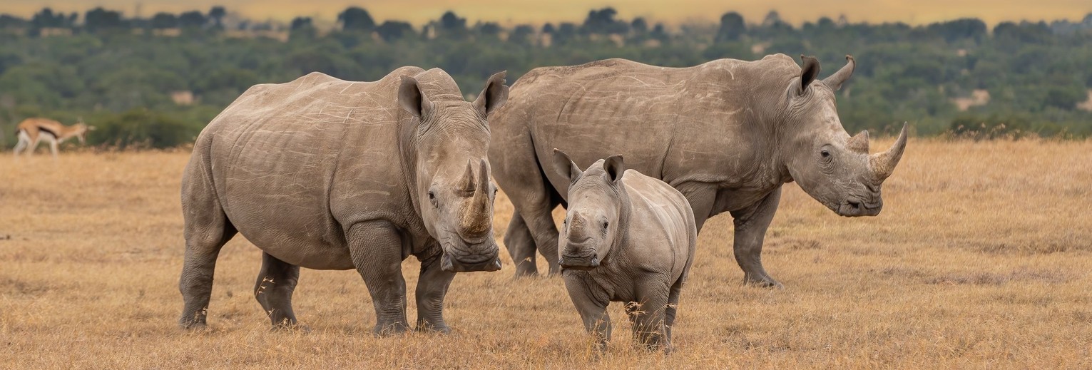 Neushoorns van Ol Pejeta, Kenia