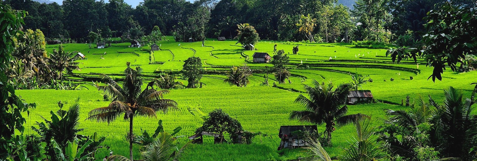 Wat een prachtige rijstvelden in de omgeving bij Sidemen!