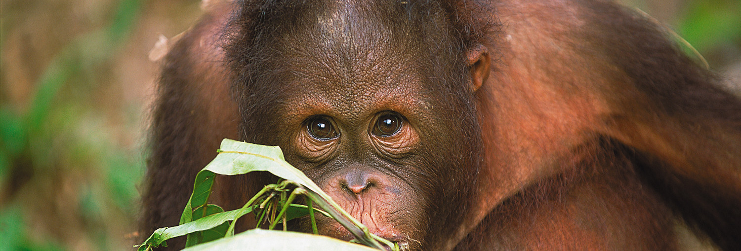 Orang_oetang_1_628292