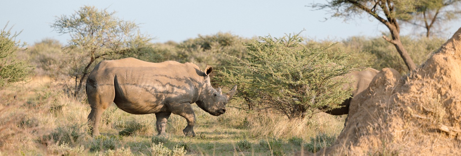 Afrikaanse neushoorn