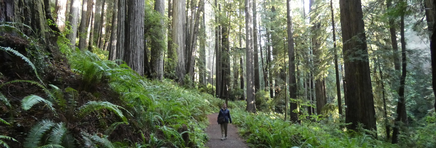 Redwood bossen in Noord-Californië
