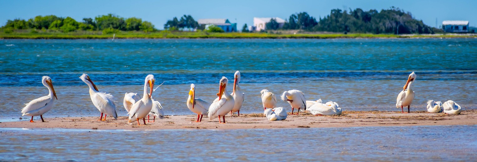Vogels in Padre Island