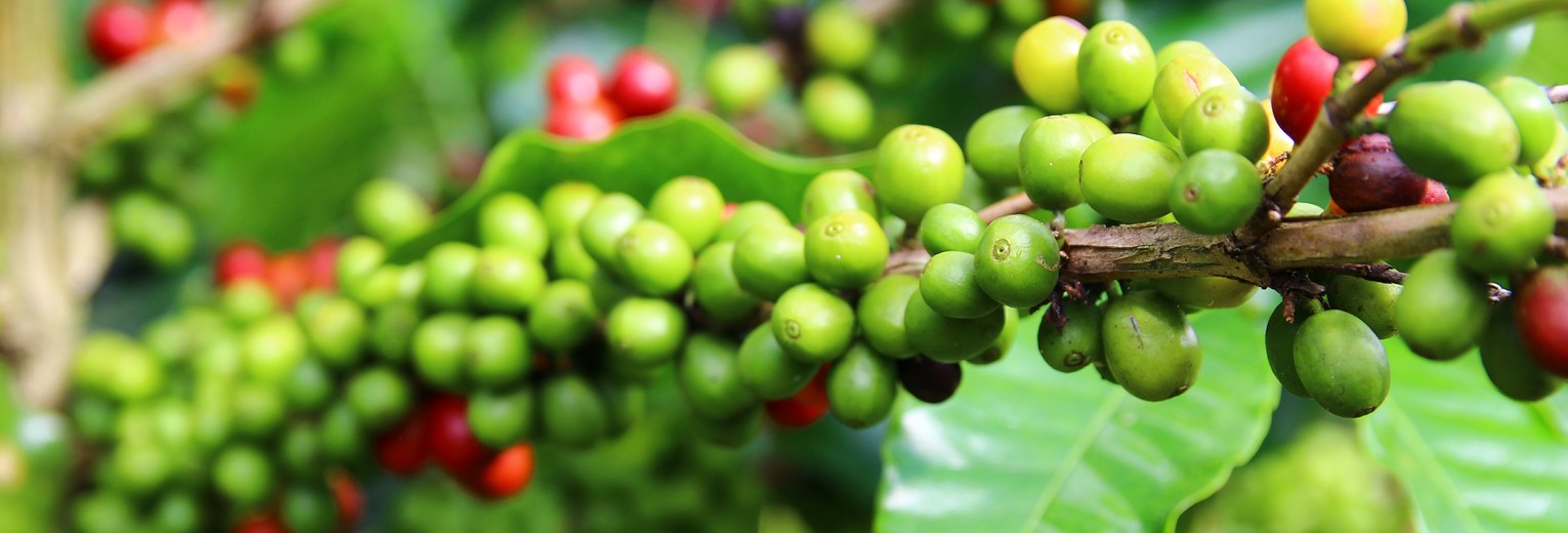 Koffiebessen voor Panamese koffie