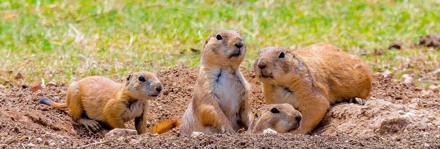 Prairiedog in Texas, Amerika