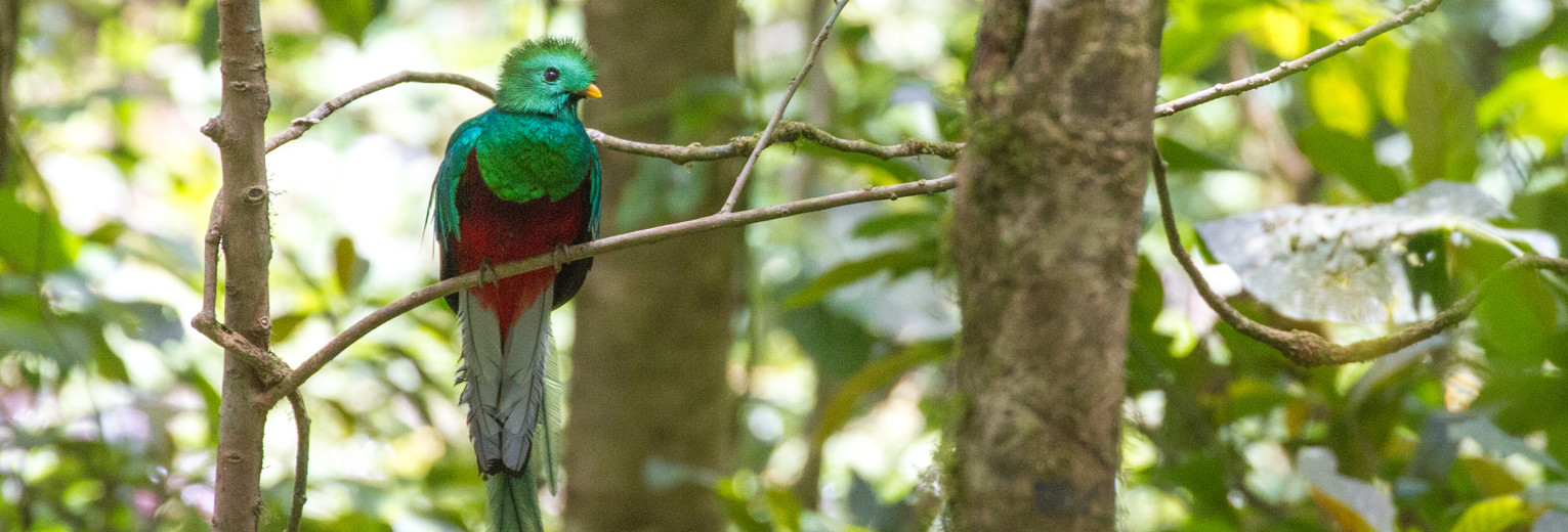 Monteverde Cloud Forest Reserve: quetzal