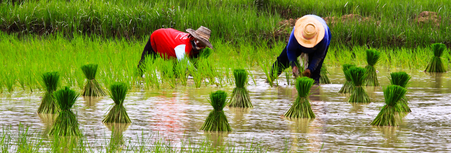 Rijstplukken_1_415862
