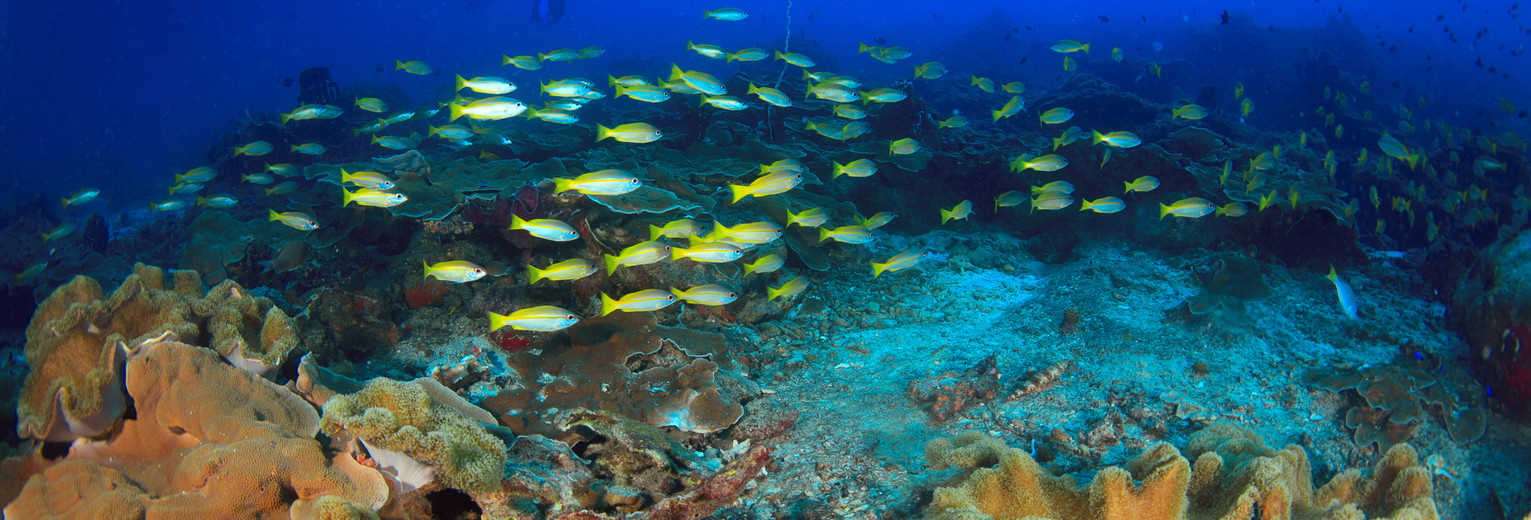 Snorkelen en duiken in de kleurrijke onderwaterwereld van Borneo, Maleisië